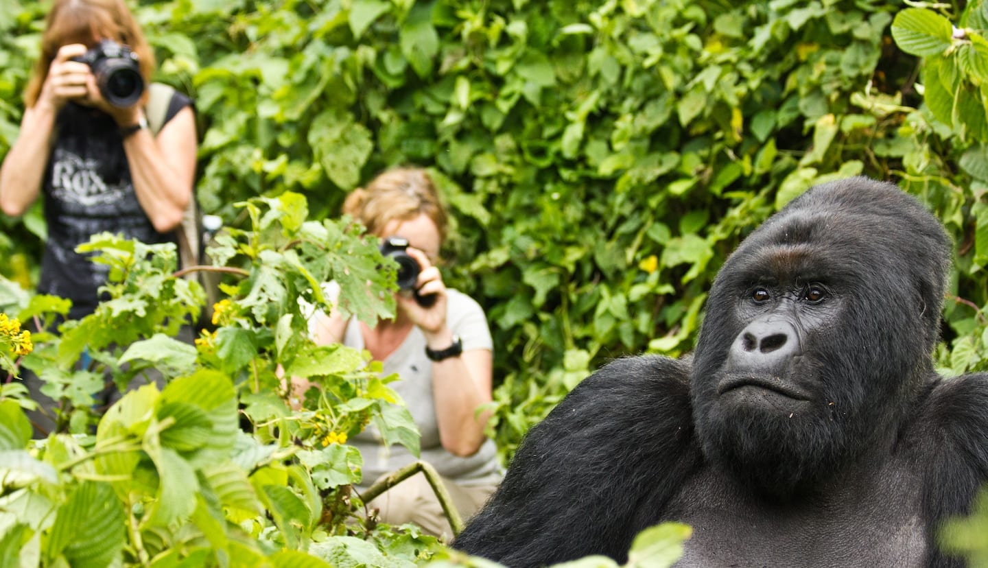 Gorilla Safari Photography Rules