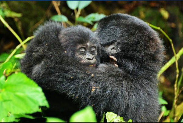 Gorilla Safari Photography Rules