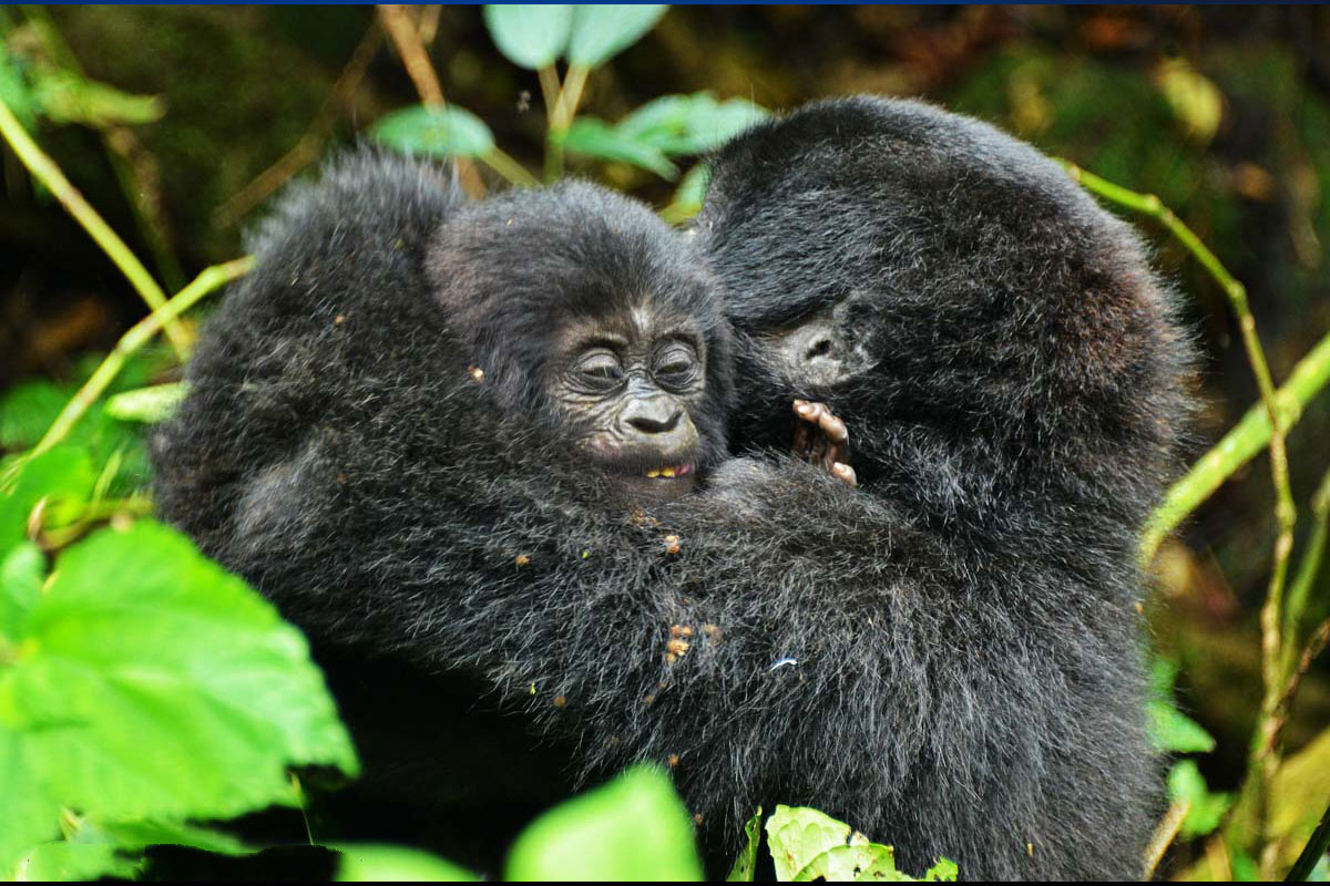 Gorilla Safari Photography Rules