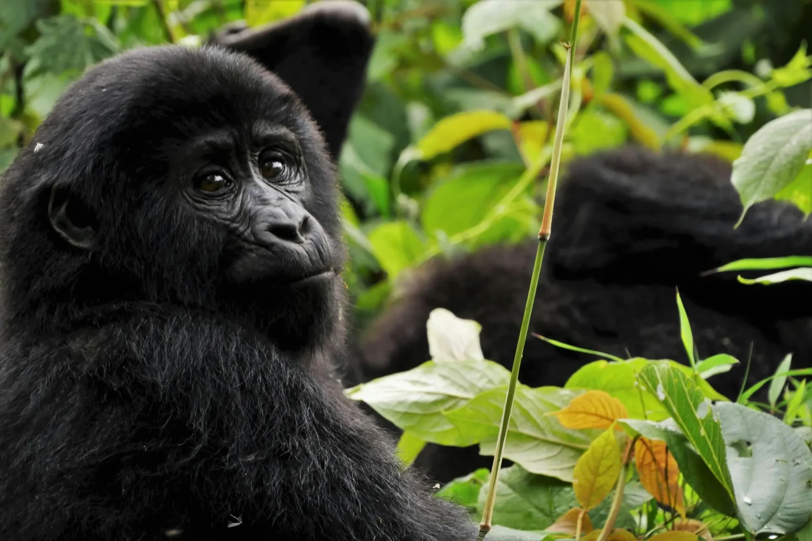 Gorilla Safari Travel Insurance