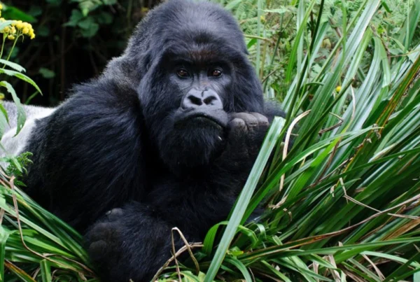 Gorilla Safari Travel Insurance