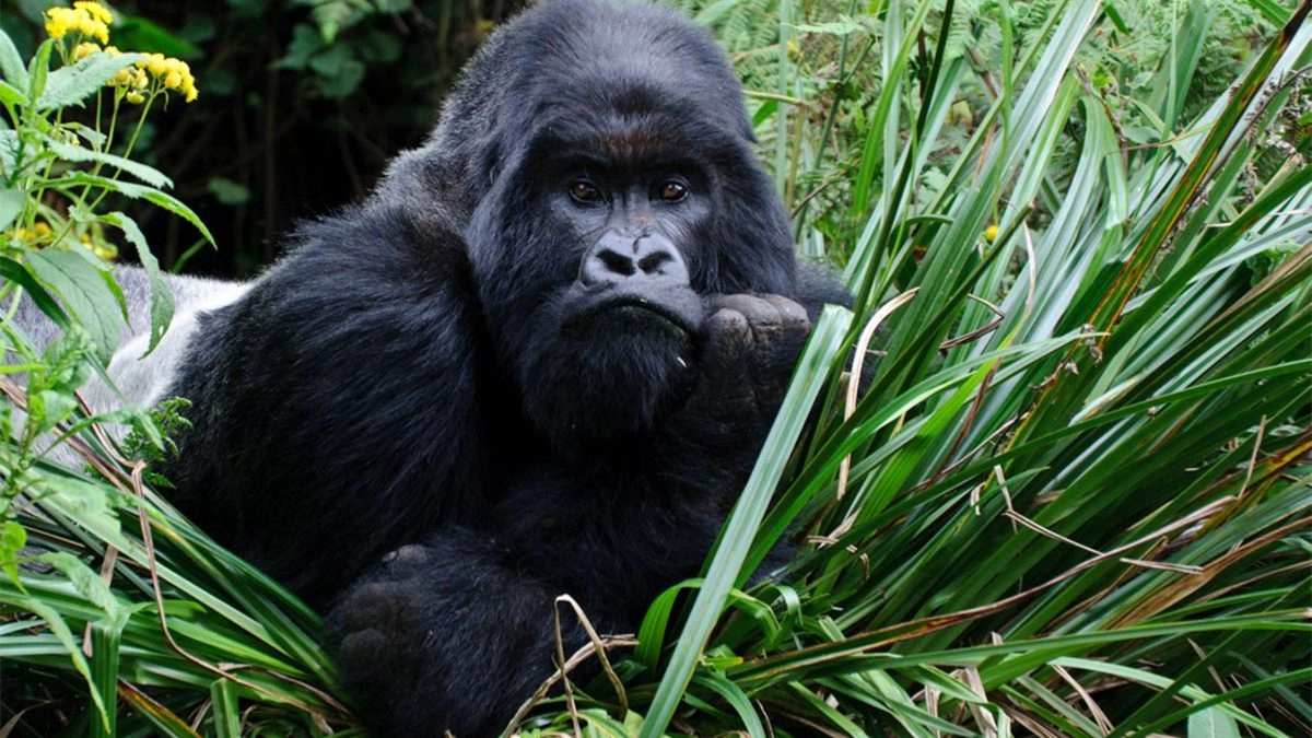 Gorilla Safari Travel Insurance