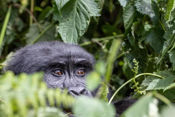 Gorilla Safari Vaccinations 2026