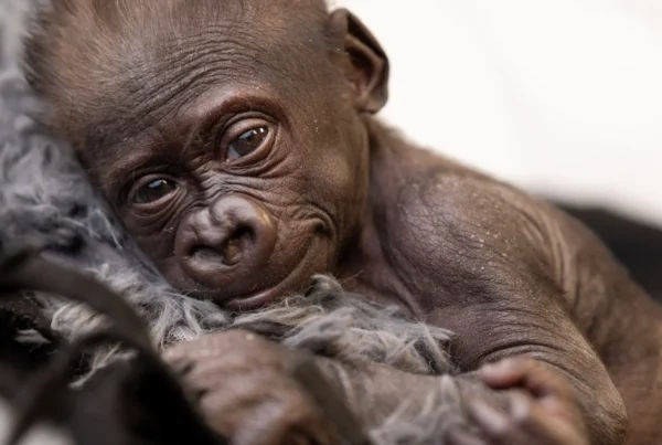 Gorilla Safari and Pregnancy