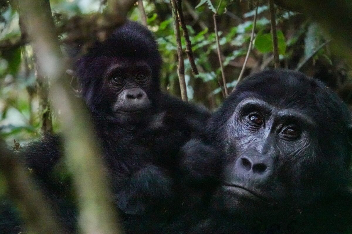 Gorilla Safari vs Kenya Safari Cost