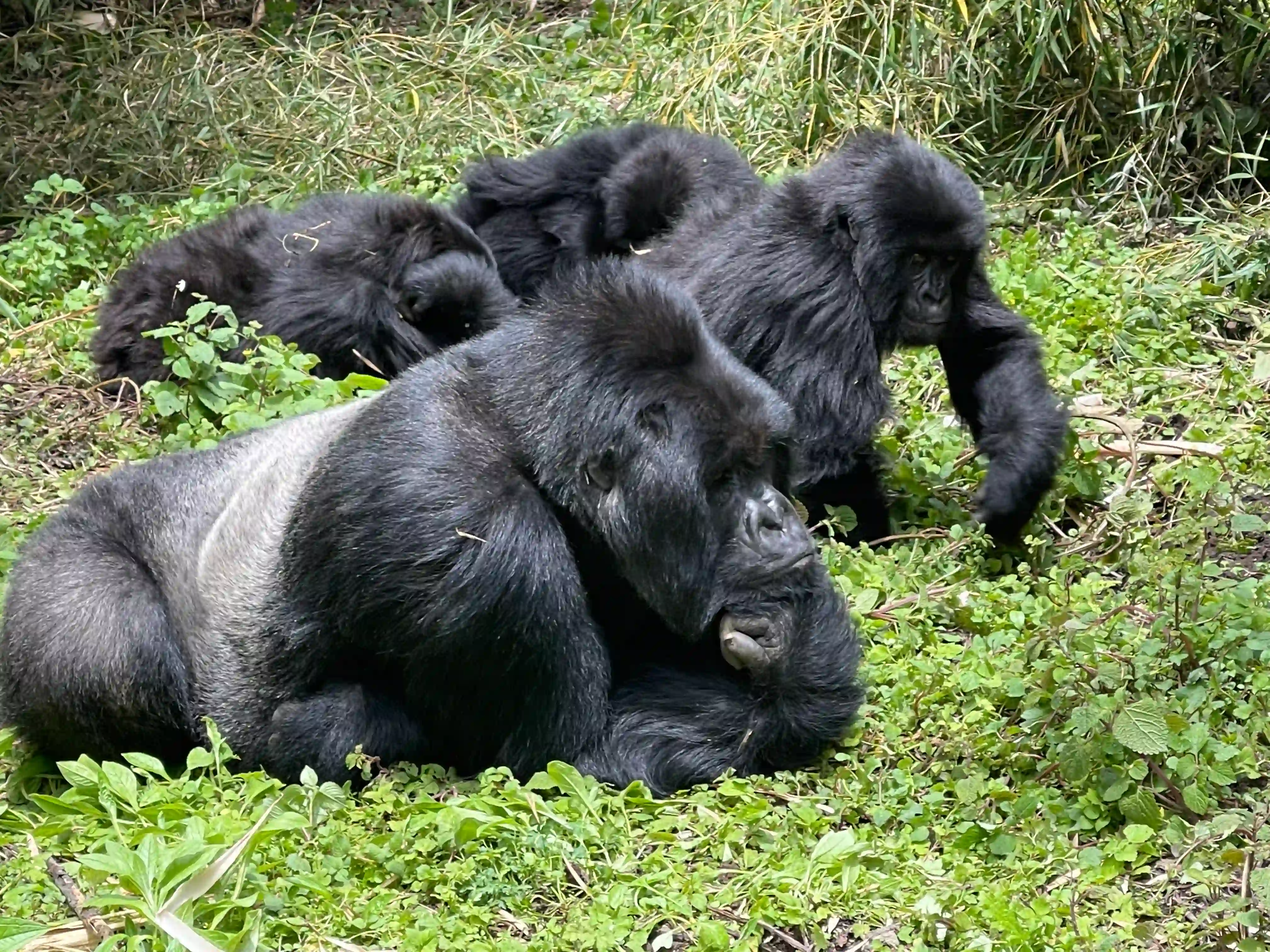 Gorilla Safari with Knee Problems