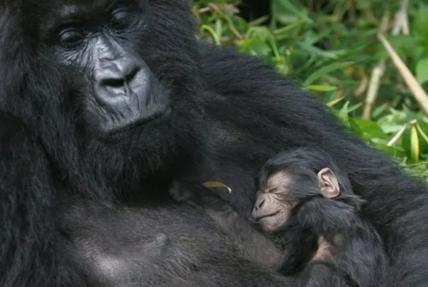 Gorilla Safari with Knee Problems