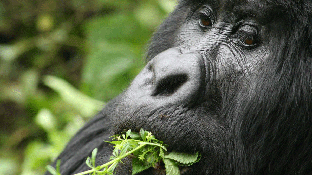 Gorilla Safaris Congo Cost