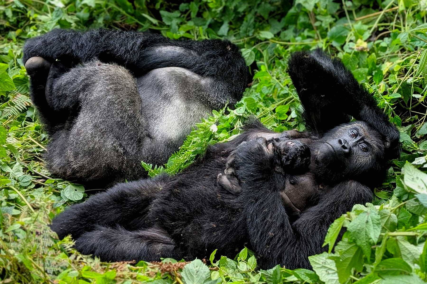 Gorilla Safaris Congo Cost