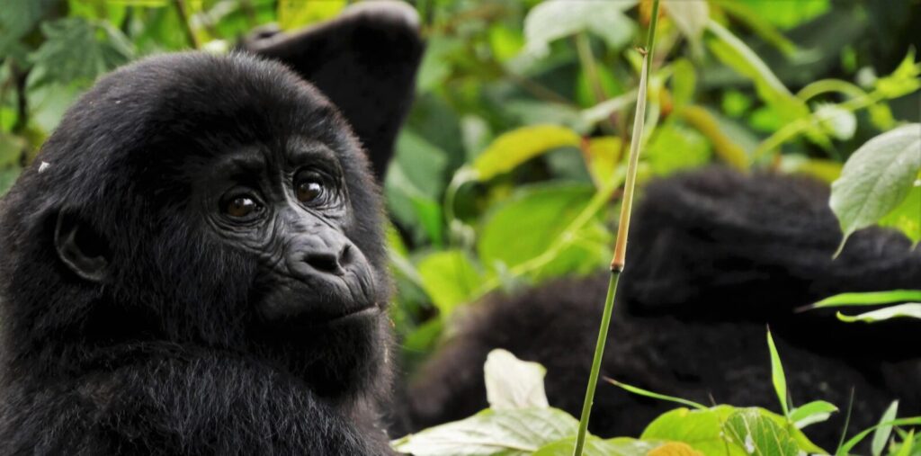 Gorilla Safaris Congo Virunga 2026