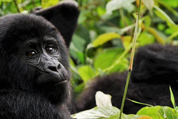 Gorilla Safaris Congo Virunga 2026