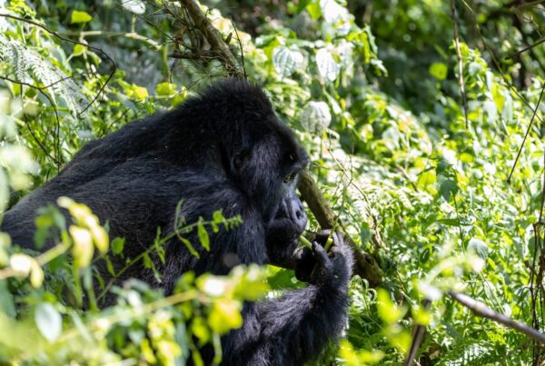 Gorilla Safaris Congo vs Uganda