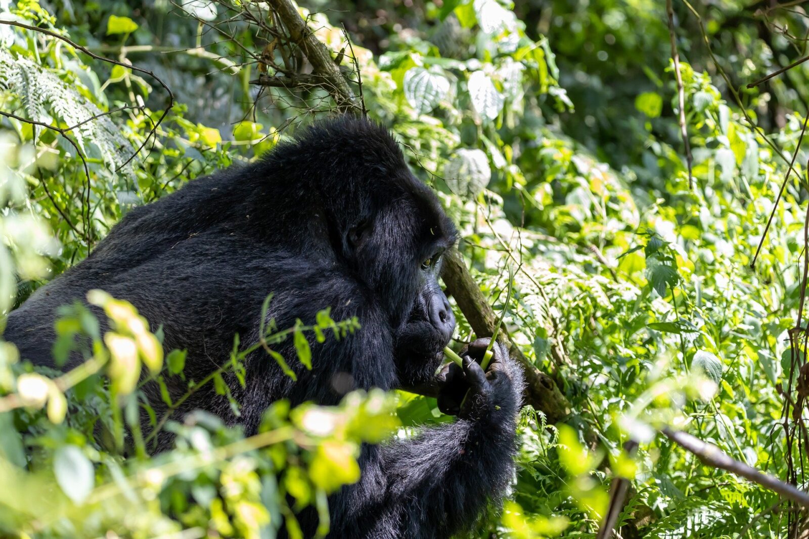 Gorilla Safaris Congo vs Uganda