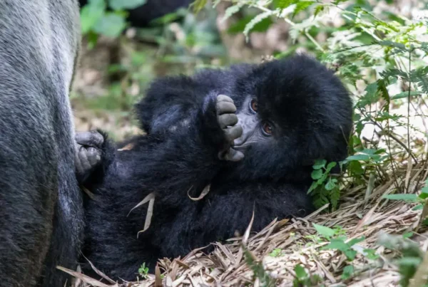 How to Prepare for a Gorilla Safari Trek