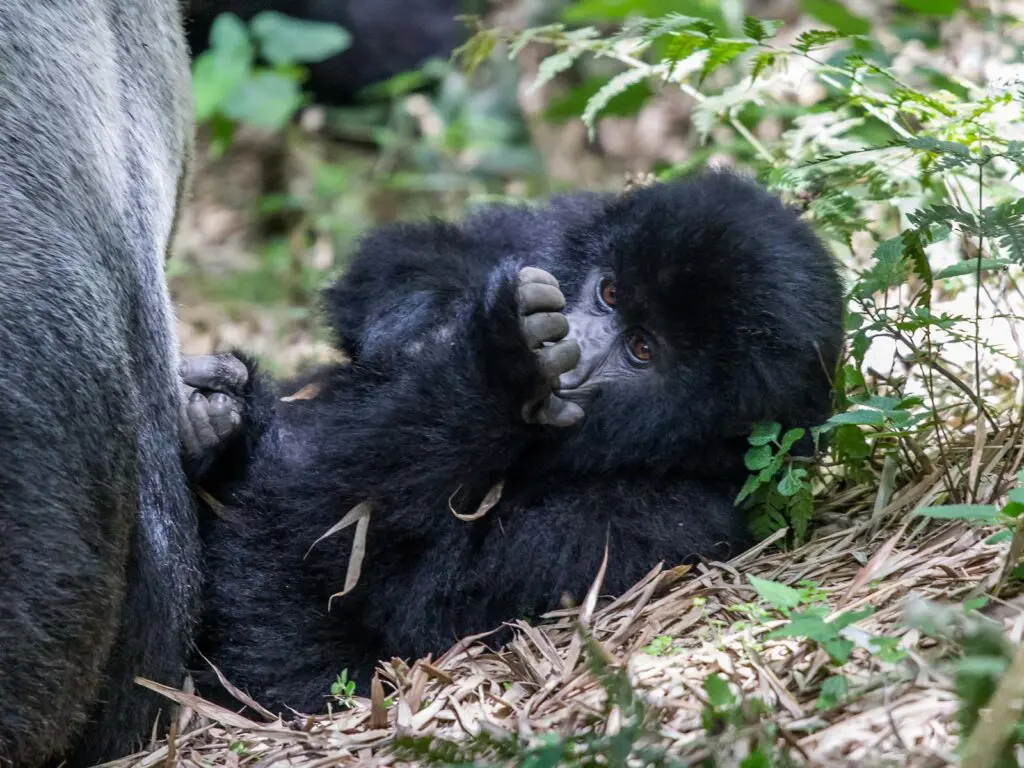 How to Prepare for a Gorilla Safari Trek