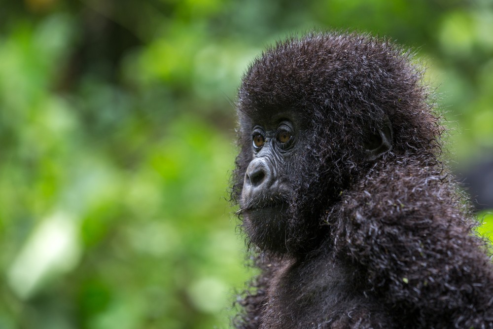 Gorilla Safaris from Austria