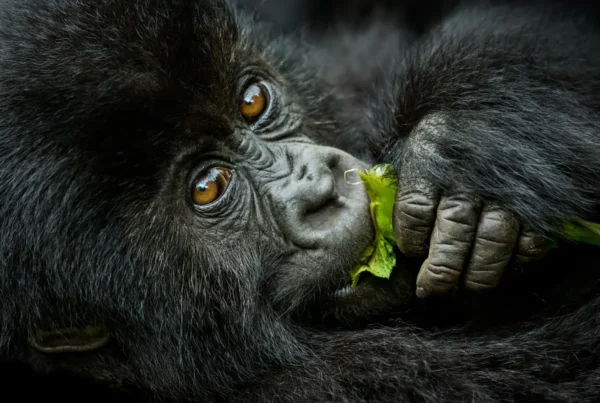 Gorilla Safaris from Austria