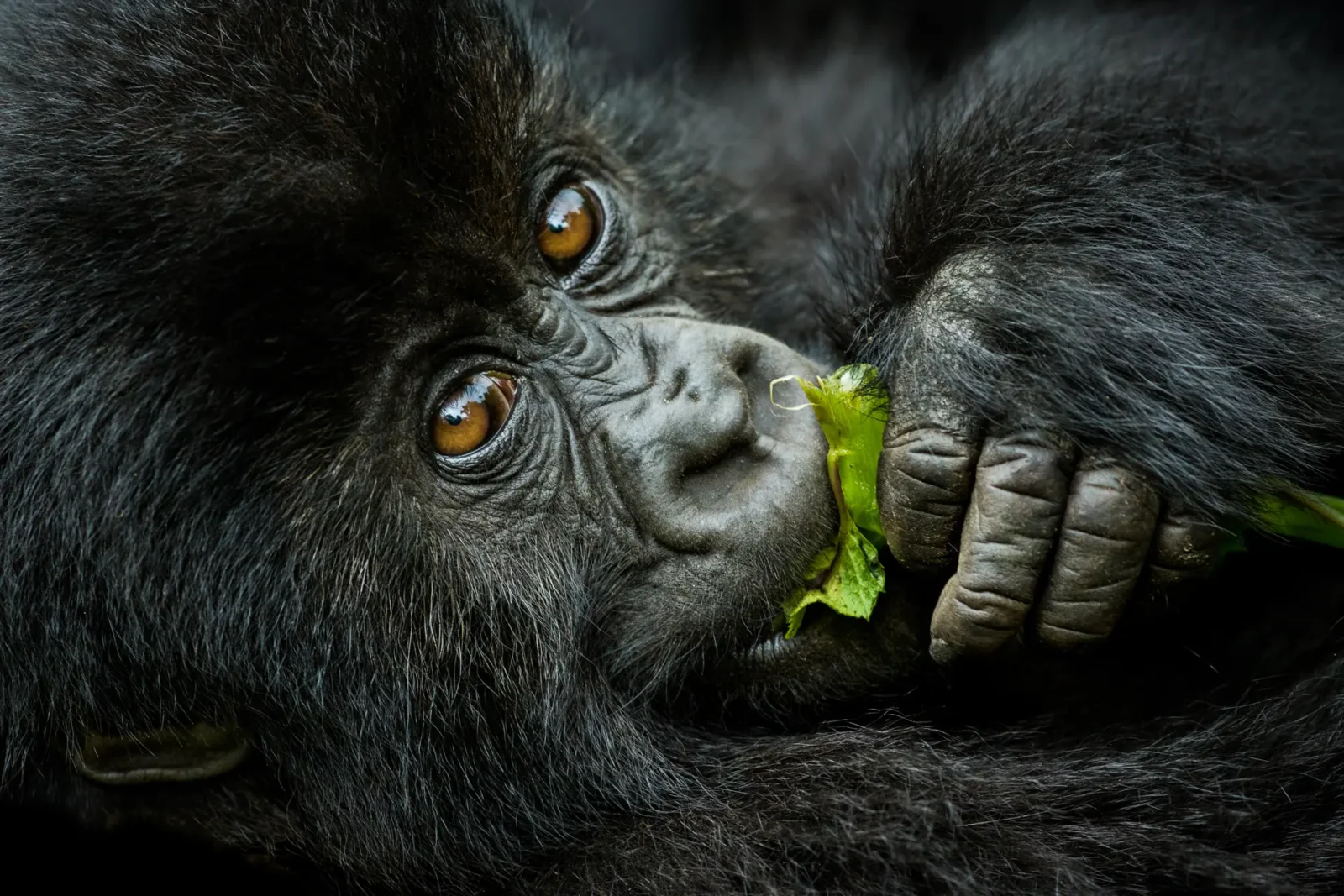 Gorilla Safaris from Austria