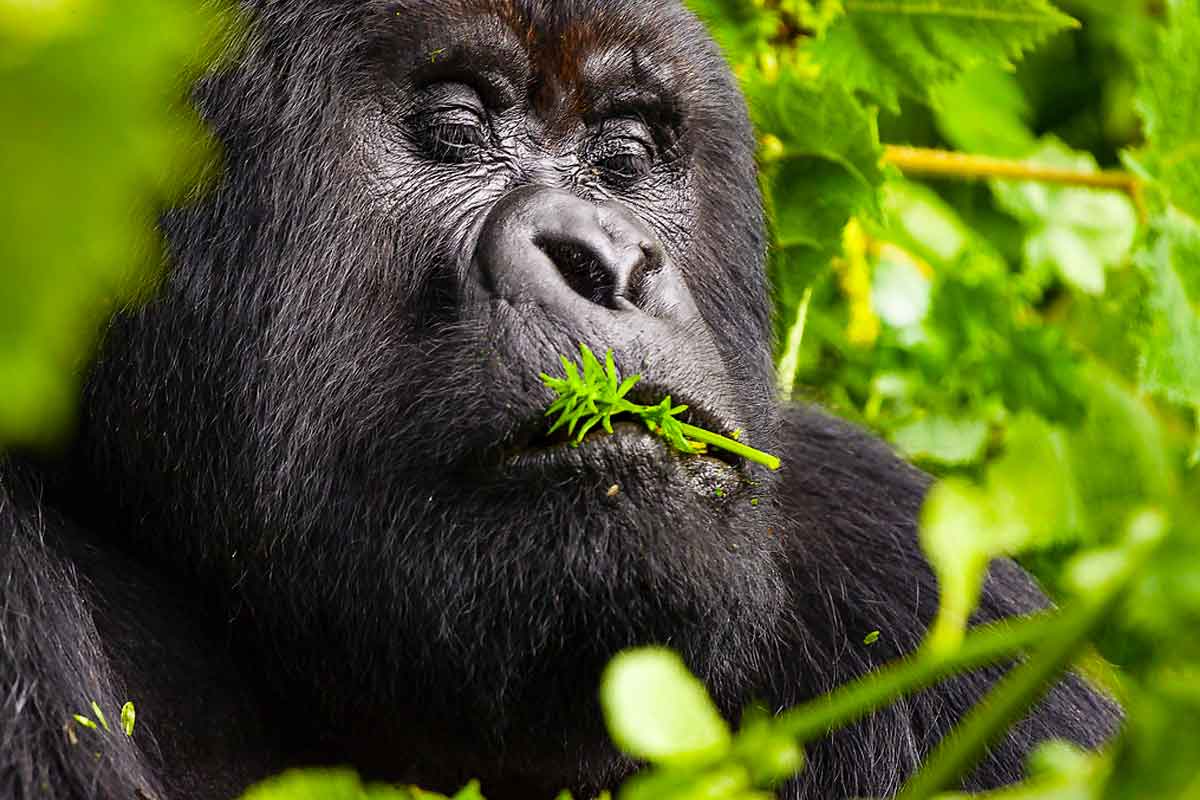 Gorilla Safaris from Belgium