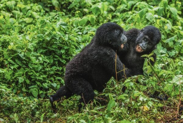 Gorilla Safaris from Belgium
