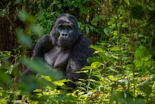 Gorilla Safaris from Brazil