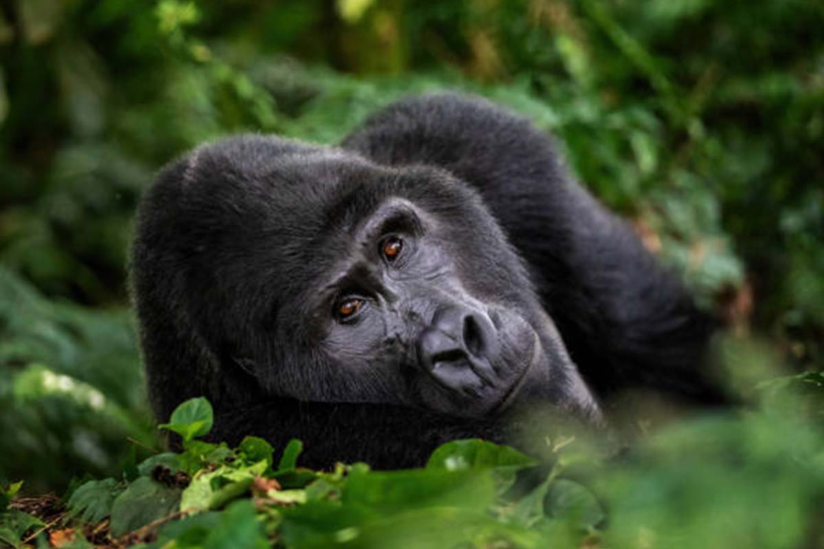 Gorilla Safaris from China