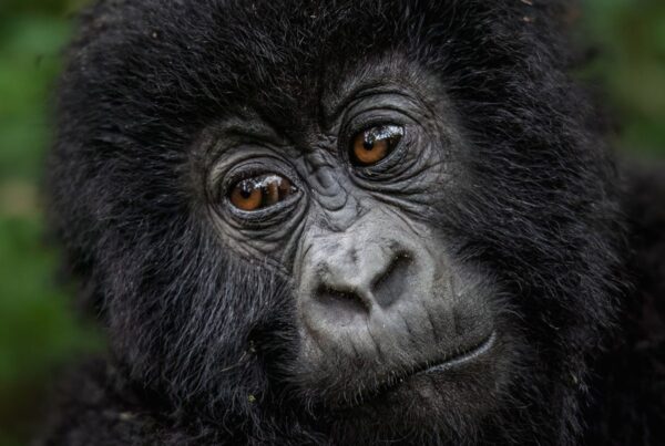 Gorilla Safaris from China