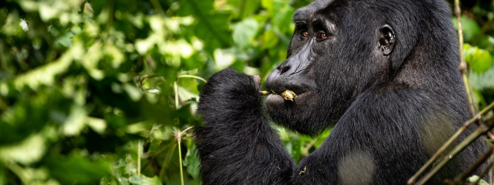 Gorilla Safaris from Denmark