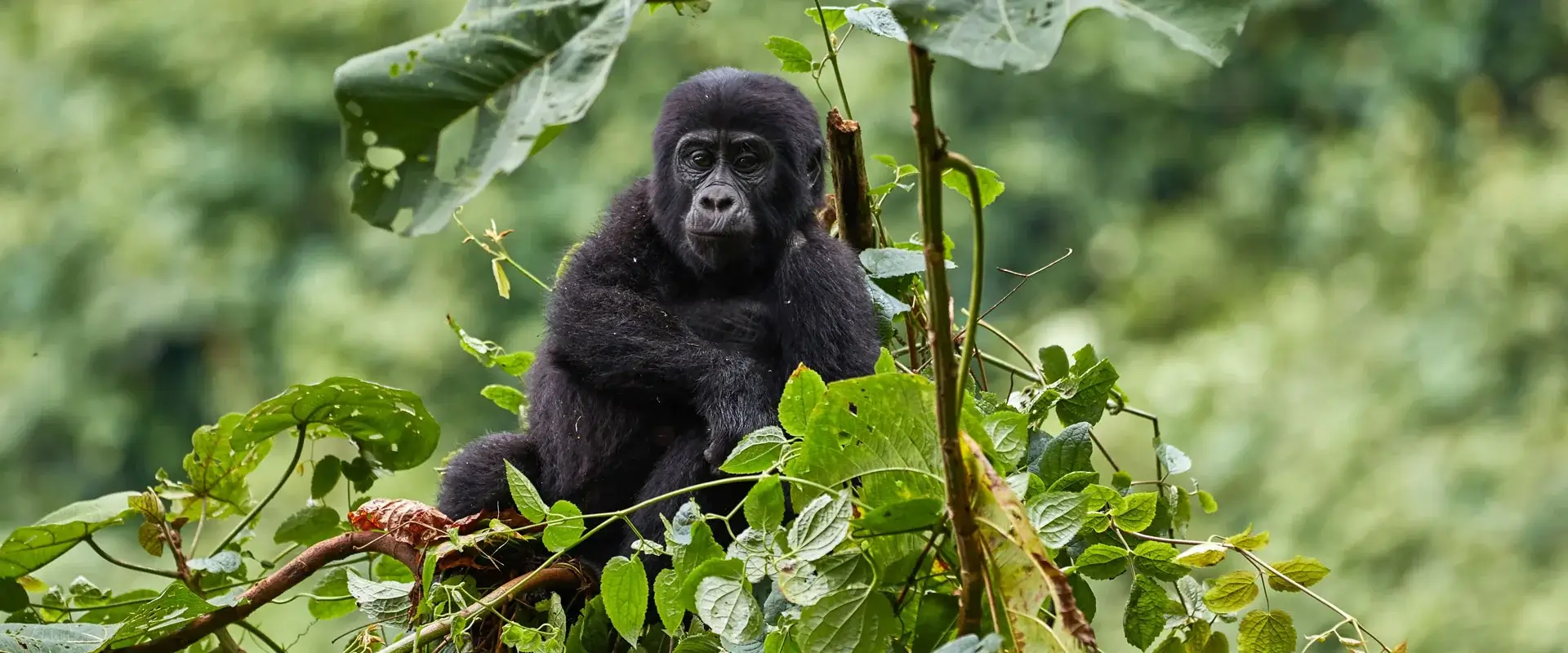 Gorilla Safaris from Finland