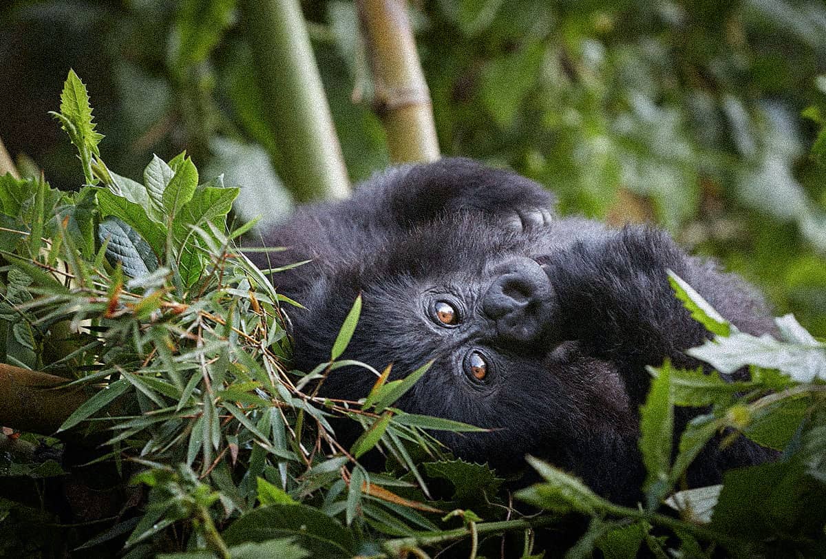 Gorilla Safaris from Finland