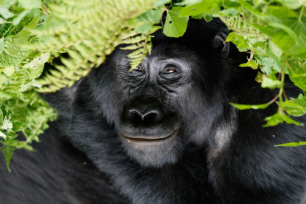 Gorilla Safaris from Ghana
