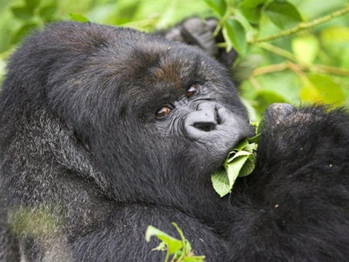 Gorilla Safaris from Ghana