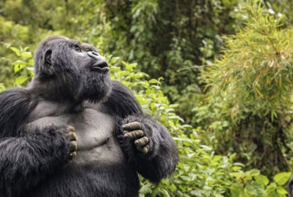 Gorilla Safaris from India