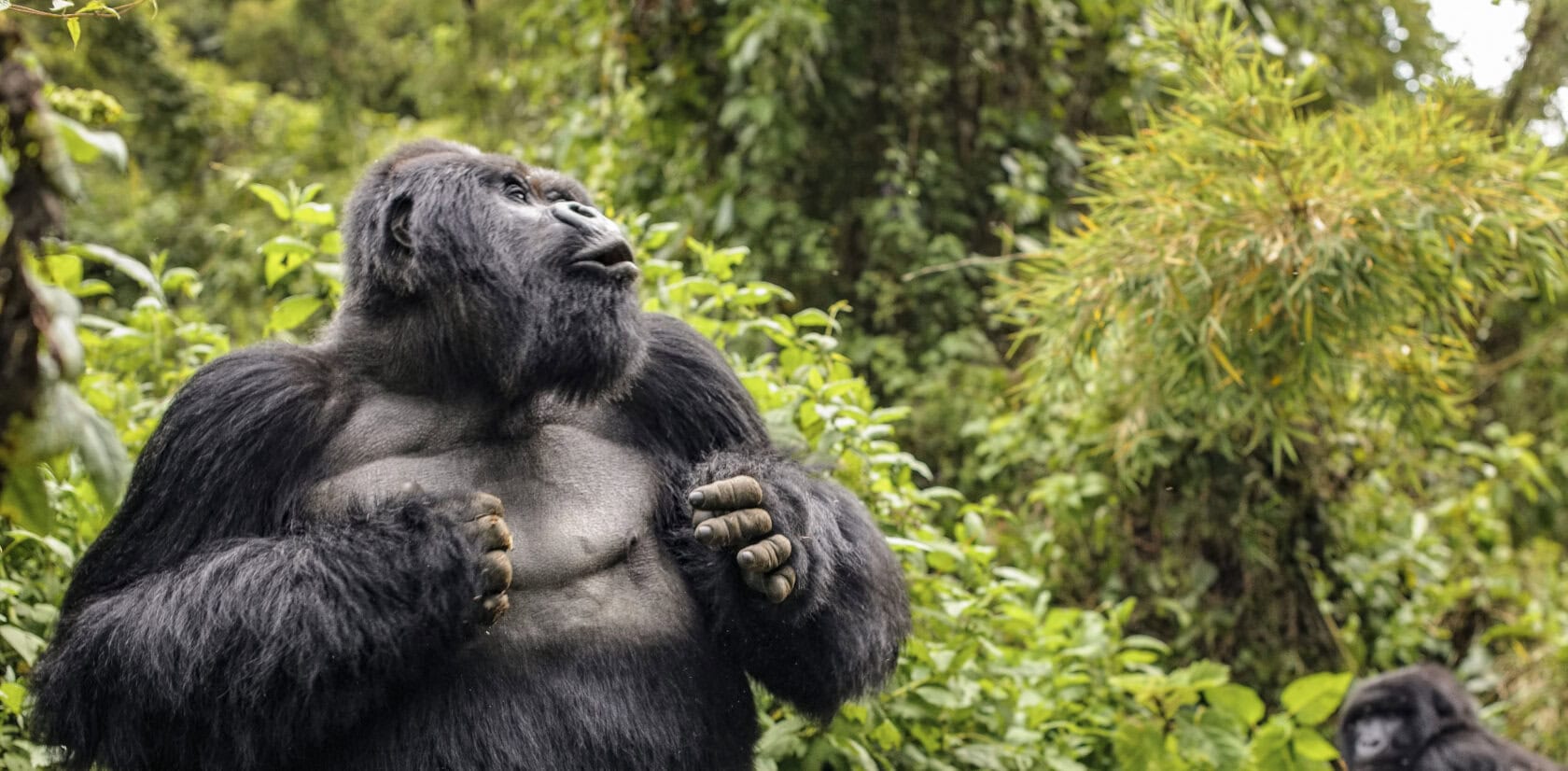 Gorilla Safaris from India