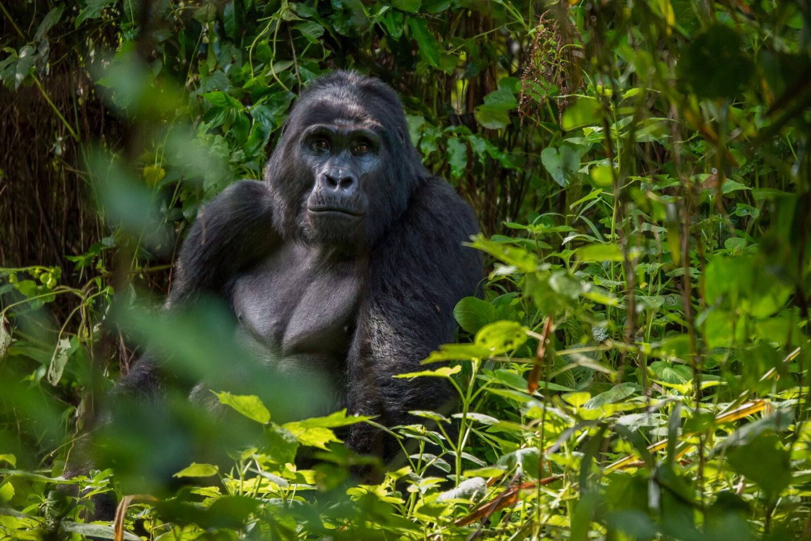 Gorilla Safaris from Ireland