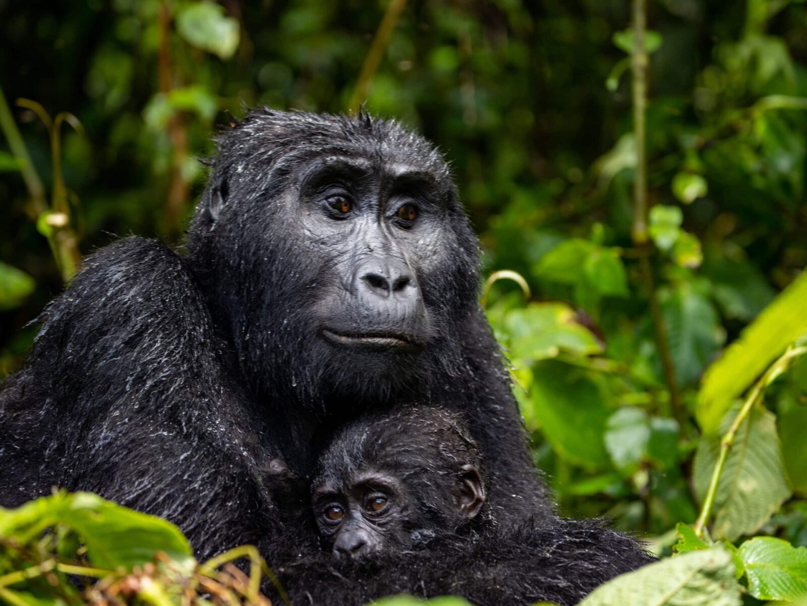 Gorilla Safaris from Ireland
