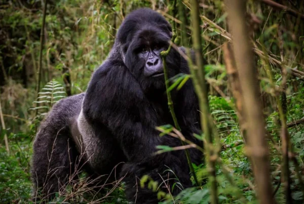 Gorilla Safaris