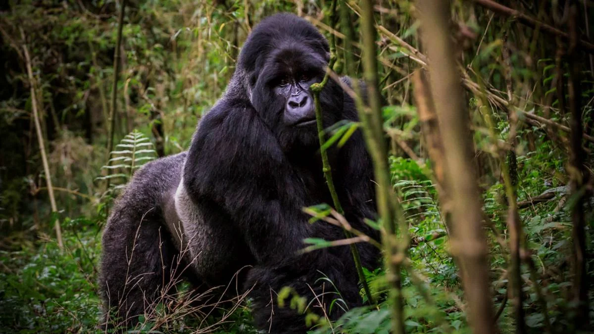 Gorilla Safari Photography Tour