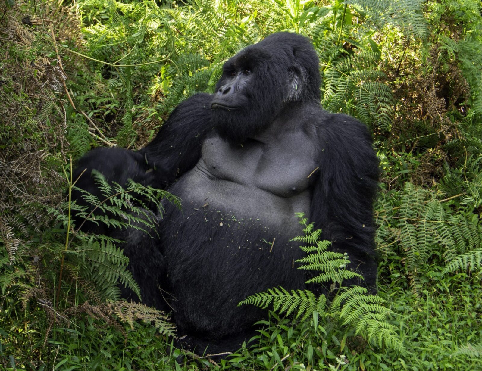 Gorilla Safari Fitness Test