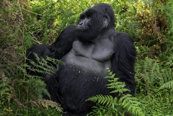 Gorilla Safaris from Israel