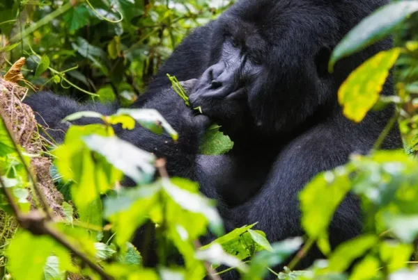 Gorilla Safaris from Italy