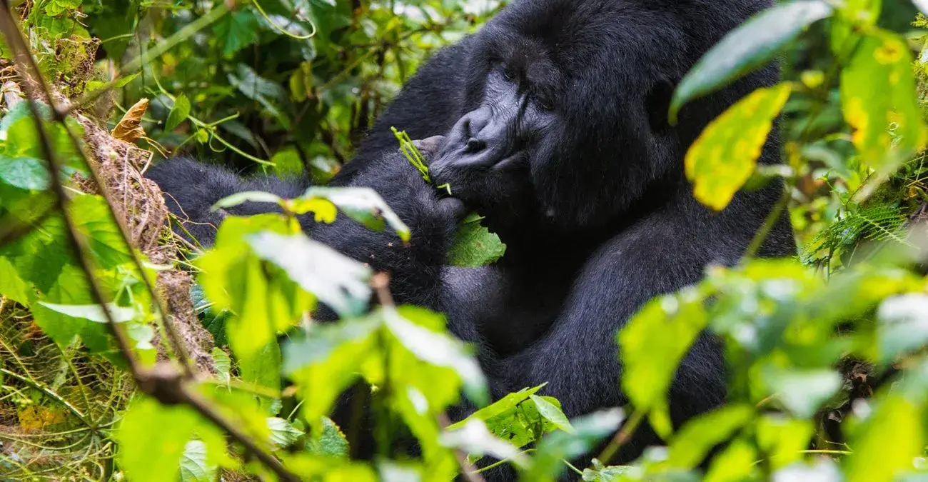 Gorilla Safaris from Italy
