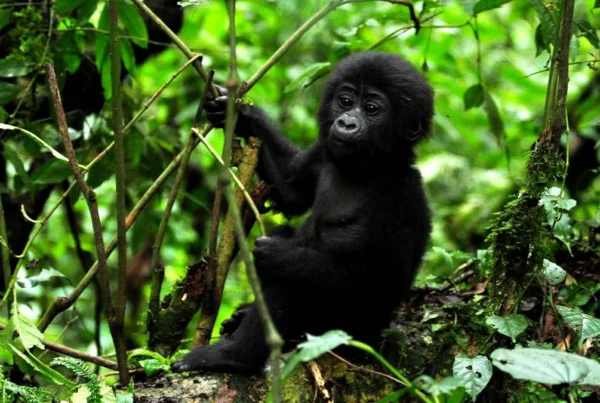 Gorilla Safaris from Ethiopia