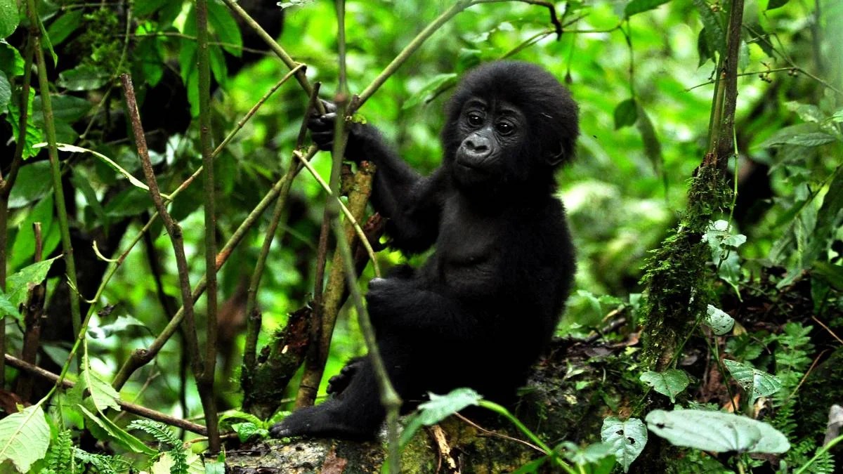 Gorilla Safaris from Ethiopia