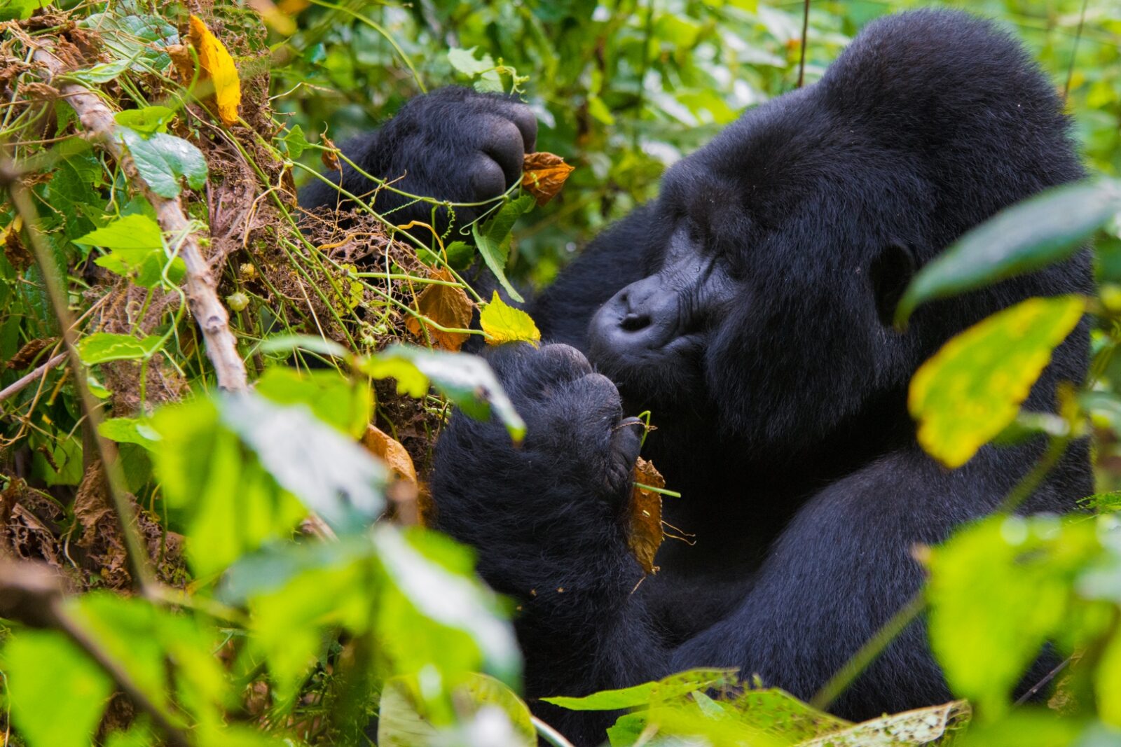 Gorilla Safaris from Kenya