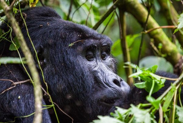 Gorilla Safaris from Kenya