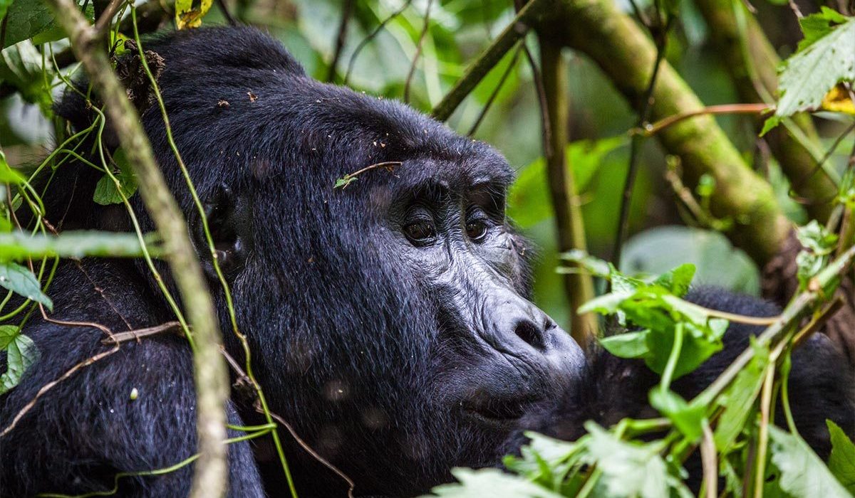 Gorilla Safaris from Kenya