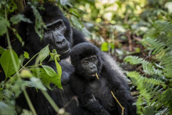 Gorilla Safari Altitude Preparation