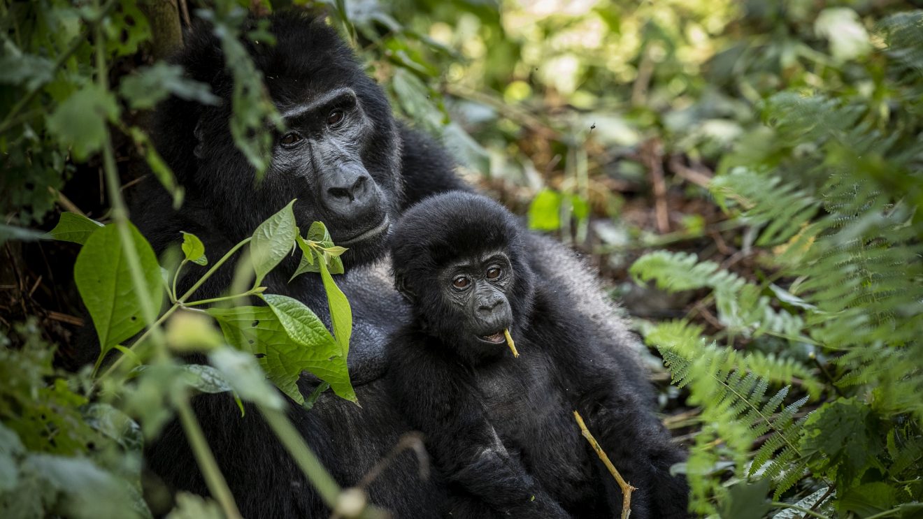Gorilla Safari Altitude Preparation