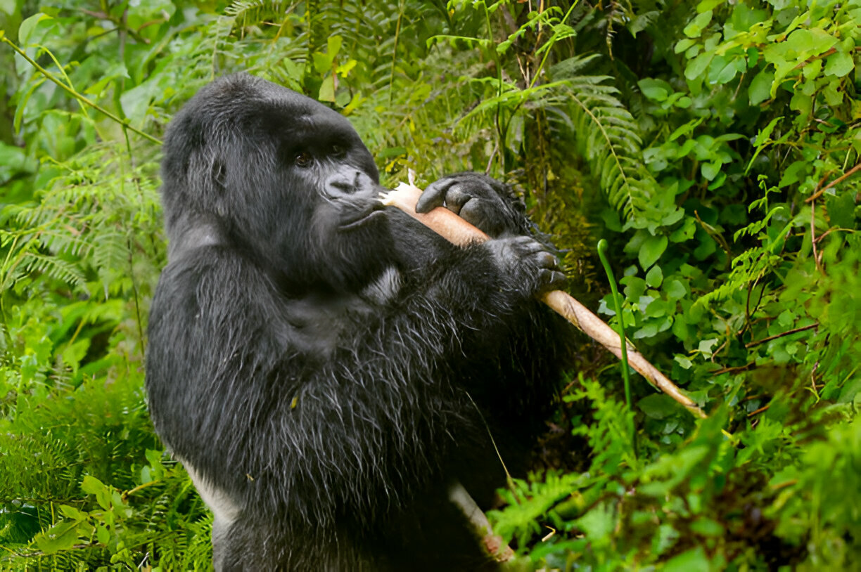 Gorilla Safari Night Walk Bwindi